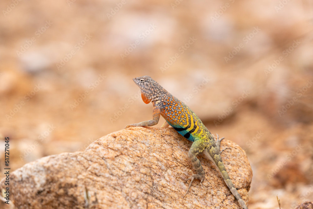 Male greater earless lizard, Cophosaurus texanus, in the Sonoran Desert. A colorful reptile native to the American Southwest in his natural habitat. Pima County, Tucson, Arizona, USA. Male greater earless lizard, Cophosaurus texanus, in the Sonoran Desert. A colorful reptile native to the American Southwest in his natural habitat. Pima County, Tucson, Arizona, USA.