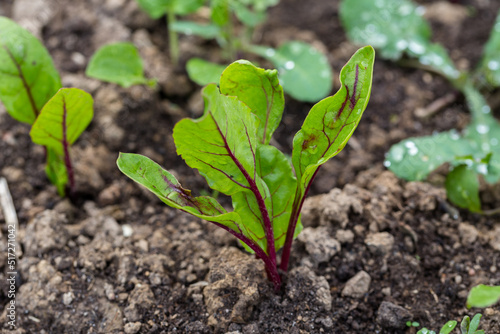 Young, sprouted beet growing in open ground flat bed into the garden. Growing vegetables at home.