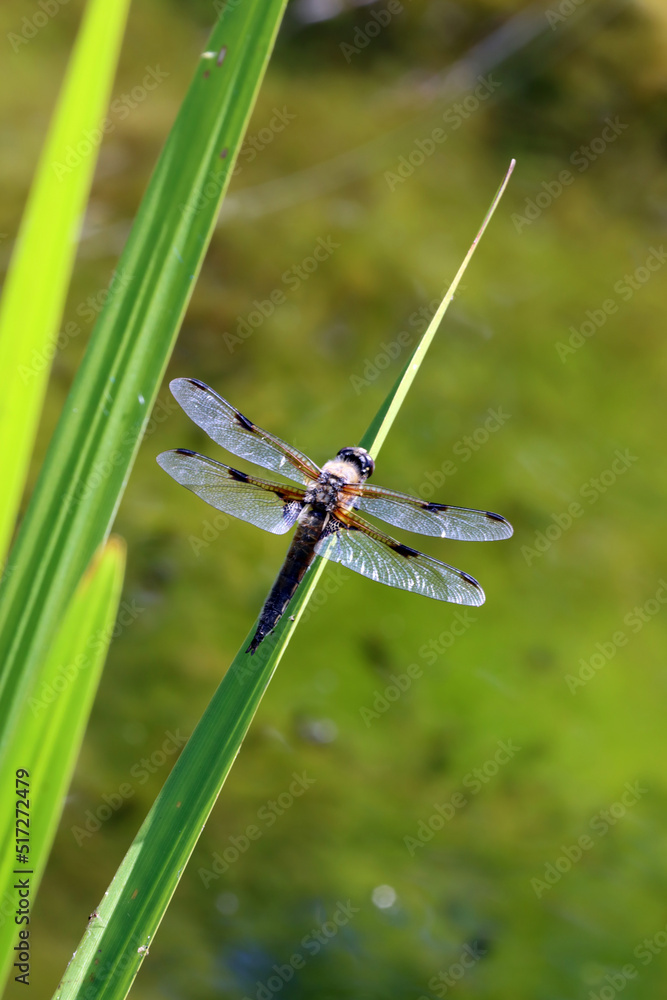 Vierfleck (Libellula, quadrimaculata) am Gartenteich Vierfleck (Libellula, quadrimaculata) am Gartenteich