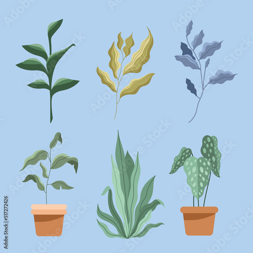 two houseplants and plants