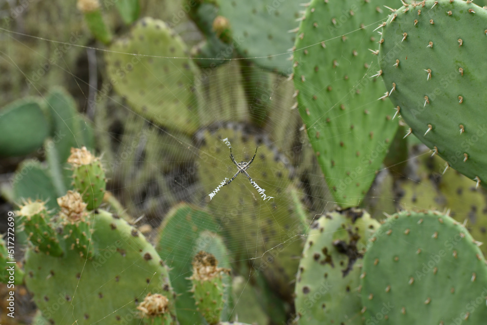 Spider between cactus Spider between cactus