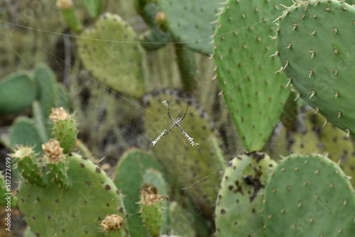 Spider between cactus