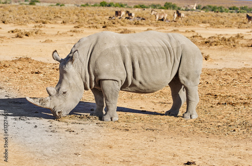 A rhino grazing on a dry brownfield on a safari in South Africa. Large animal standing and feeding in a wilderness habitat with caries different species of mammals in the background in nature © SteenoWac/peopleimages.com