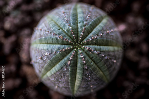 Cactus euphorbia obesa