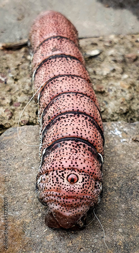 Pink caterpillar