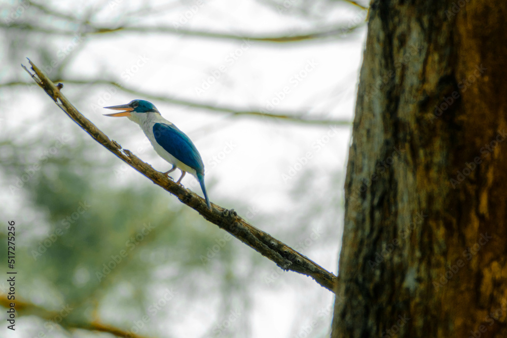 The collared kingfisher (Todiramphus chloris) perched on a tree branch in Pahang, Malaysia. The collared kingfisher (Todiramphus chloris) perched on a tree branch in Pahang, Malaysia.