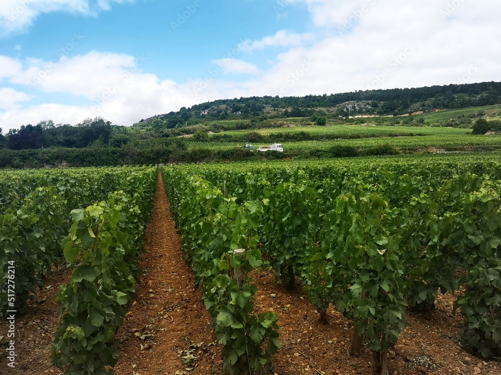 vineyard in bourgogne 