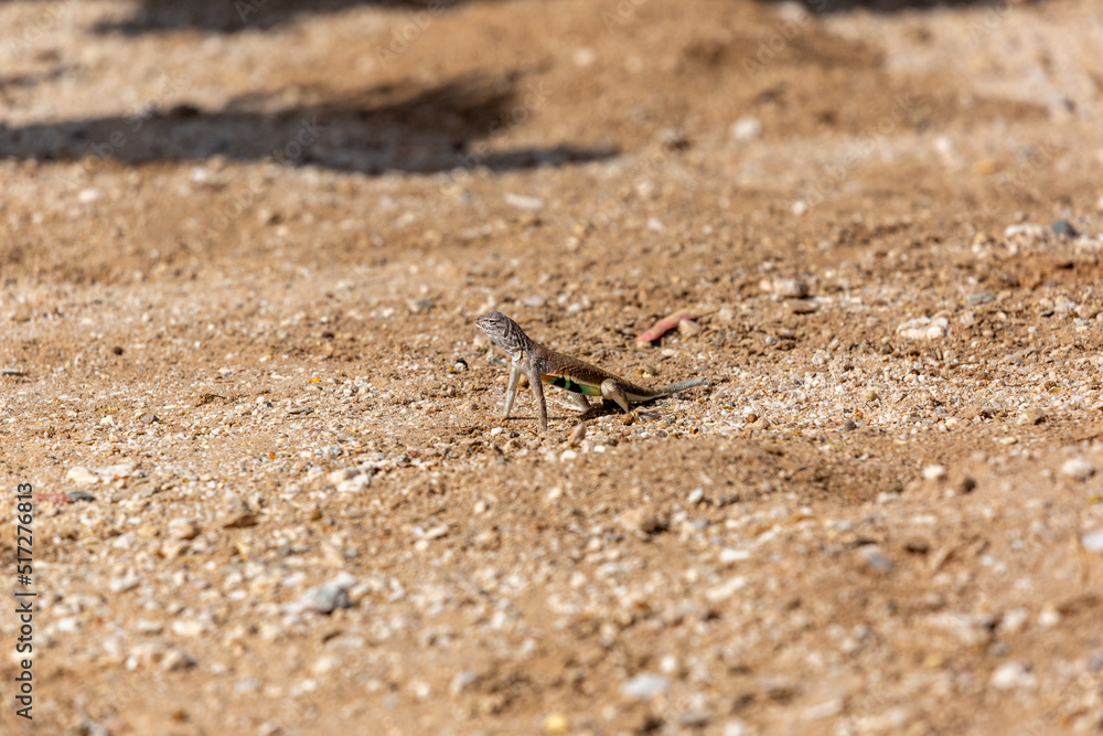 Male greater earless lizard, Cophosaurus texanus, in the Sonoran Desert. A colorful reptile native to the American Southwest in his natural habitat. Pima County, Tucson, Arizona, USA.