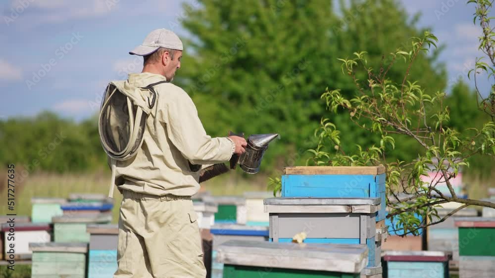 Beekeeper holding a smoker and a brush comes up to one of his hives. Man opens a hive using tool and shakes off the bees. Beekeeper holding a smoker and a brush comes up to one of his hives. Man opens a hive using tool and shakes off the bees.