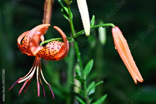 Tokyo,Japan - July 16, 2022: Tiger Lily or Lilium lancifolium Thunb or Oniyuri in the rainy night
 photo