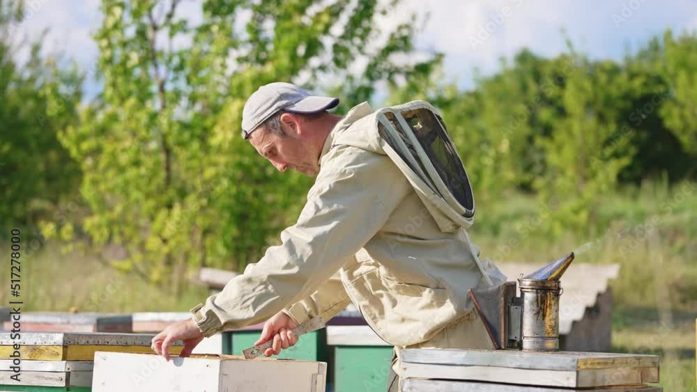Bearded male apiculturist pulling frames out of hive and looking them through. Blurred green trees background. Bearded male apiculturist pulling frames out of hive and looking them through. Blurred green trees background.