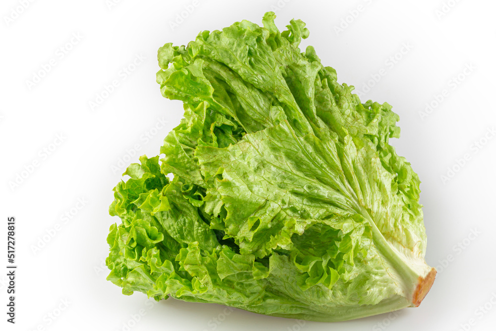 Curly lettuce isolated on white background. Curly lettuce isolated on white background.