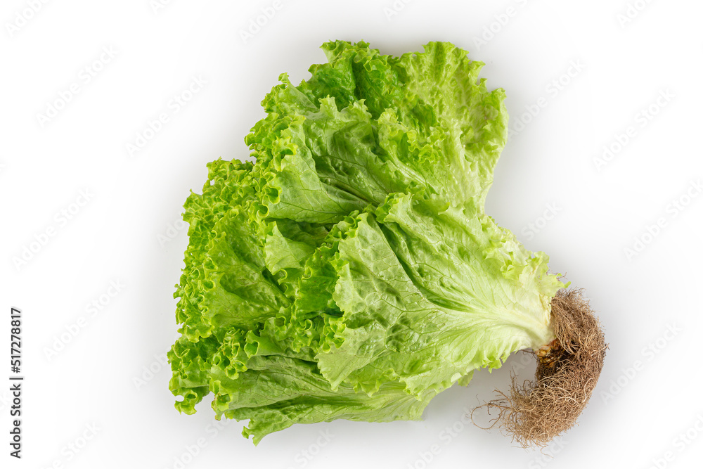 Curly lettuce isolated on white background. Curly lettuce isolated on white background.