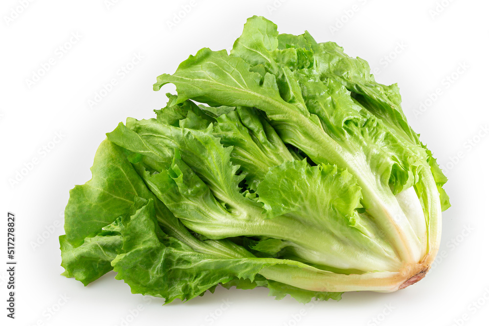 Vegetable chicory isolated on white background. Vegetable chicory isolated on white background.