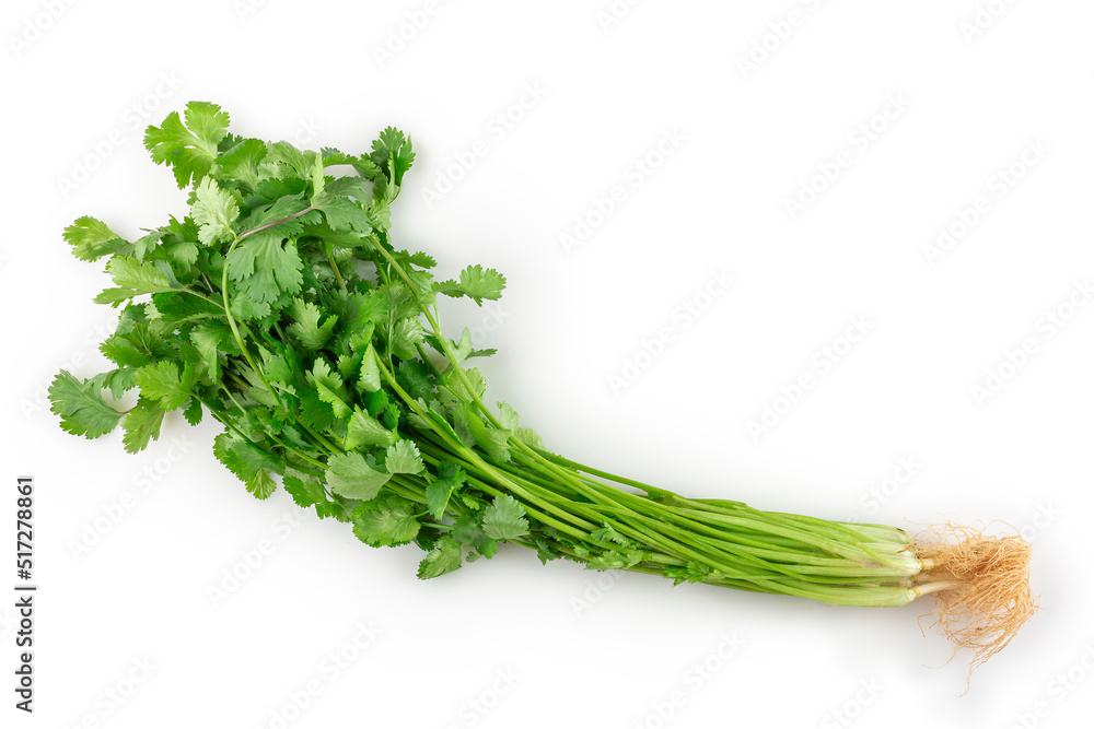 Coriander isolated on white background. Coriander isolated on white background.