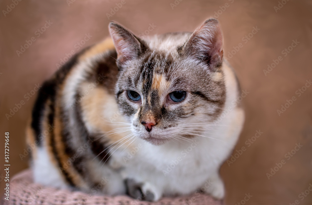 Pretty calico cat sitting quietly against a backdrop