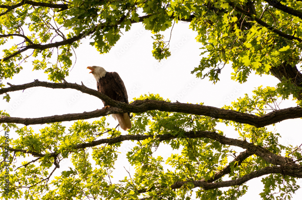 Bald Eagle Giving Warning Shrieks. Bald Eagle Giving Warning Shrieks.