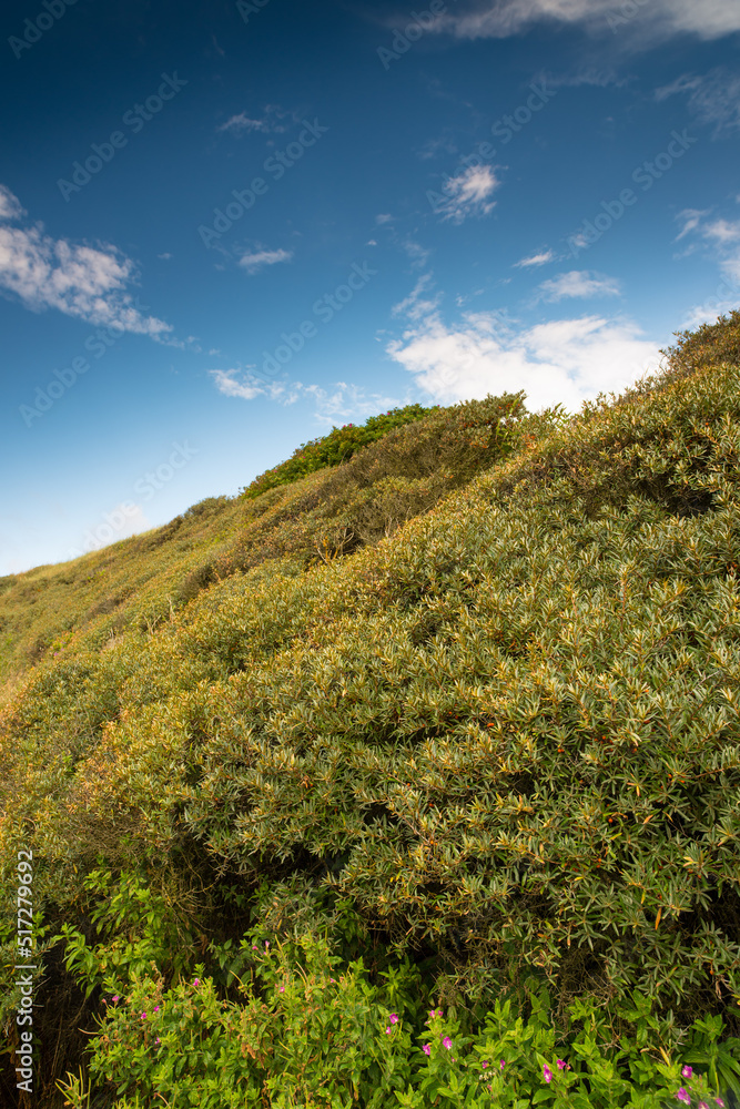 Green uncultivated forest in quiet and peaceful countryside area. Grassy hills and fields in a natural environment during the day in summer. Grassland landscape of bushes and hedges against blue sky