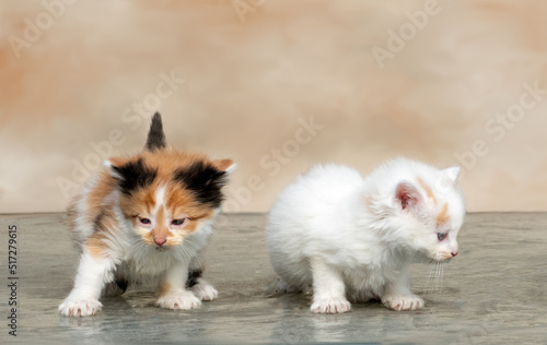 Pair of tiny kittens confused  about where  they are at and looking for mom © Susan