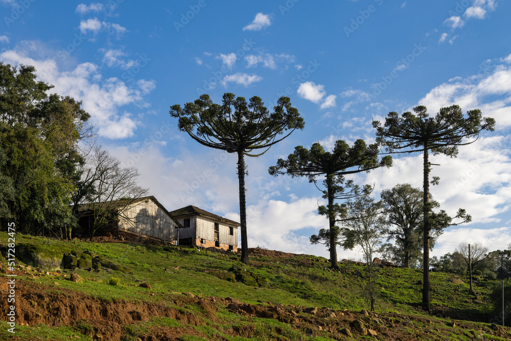 Wooden house in the countryside with a tree typical of the southern region of Brazil, Araucaria, Bento Gonçalves, RS, Brazil Wooden house in the countryside with a tree typical of the southern region of Brazil, Araucaria, Bento Gonçalves, RS, Brazil