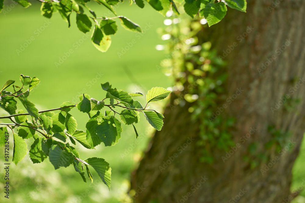 Closeup view of leaves on a tree in the forest on a summer day in Denmark. Peaceful natural scenery growing in the wild. Lush green flora growing in a remote and scenic location outdoors in nature Closeup view of leaves on a tree in the forest on a summer day in Denmark. Peaceful natural scenery growing in the wild. Lush green flora growing in a remote and scenic location outdoors in nature