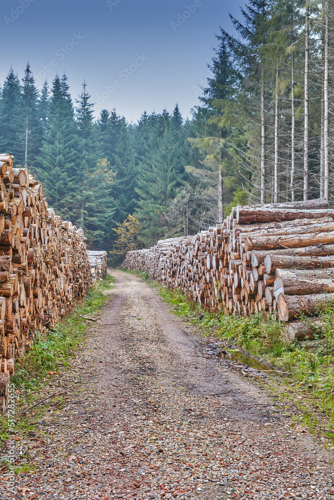Tree stumps stacked in a lumber mill outside in a cultivated pine forest in Europe. Deforestation of piles of hardwood timber beside an endless dirt road in a wood lumberyard for material industry. Tree stumps stacked in a lumber mill outside in a cultivated pine forest in Europe. Deforestation of piles of hardwood timber beside an endless dirt road in a wood lumberyard for material industry.