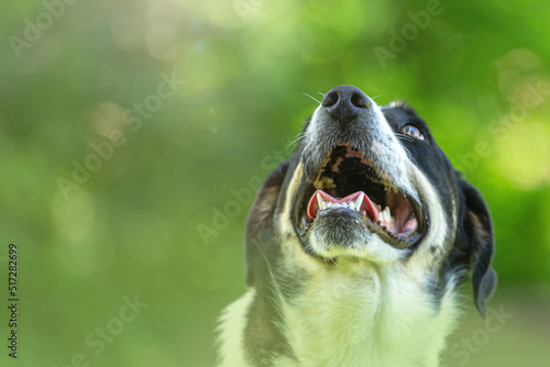 Close-up portrait of a loyal dog in front of a green nature bokeh background. Text space