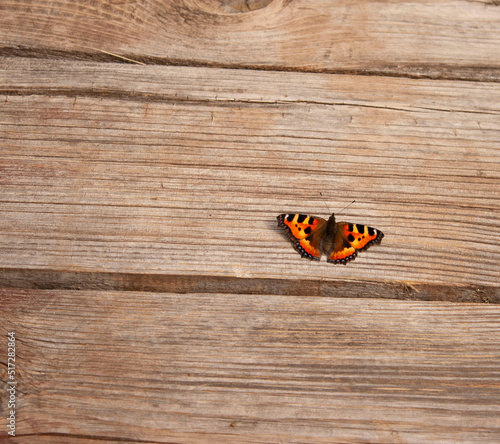 Butterfly urticaria sits on a rustic wooden floor background with a copy place photo