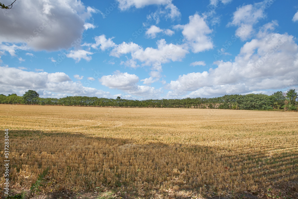 Landscape copyspace view of a vibrant country field already harvested in summer. Secluded and remote farm for growing crop against a beautiful cloudy blue sky. Agricultural field in the countryside Landscape copyspace view of a vibrant country field already harvested in summer. Secluded and remote farm for growing crop against a beautiful cloudy blue sky. Agricultural field in the countryside