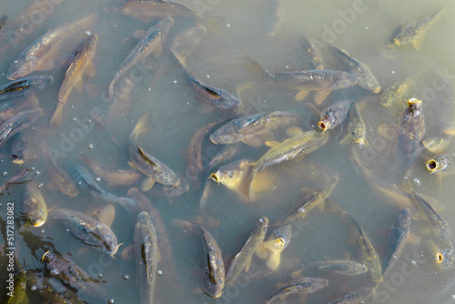 Captive fish with open mouth awaiting feed in Bento Gonçalves, RS, Brazil