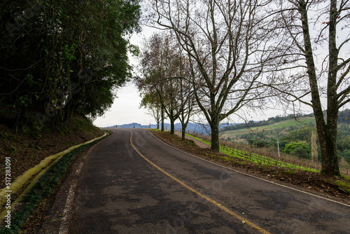 Trees near the road with vines in the background, Bento Gonçalves, RS, Brazil