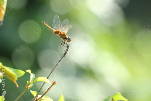 dragonfly on a leaf © ridho