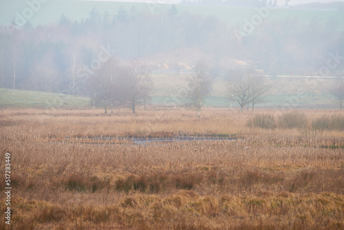 Landscape view of autumn swamps or mystical marshland with mist or fog in the morning drying due to climate change and global warming. Background of dry grass in a remote, serene countryside or field