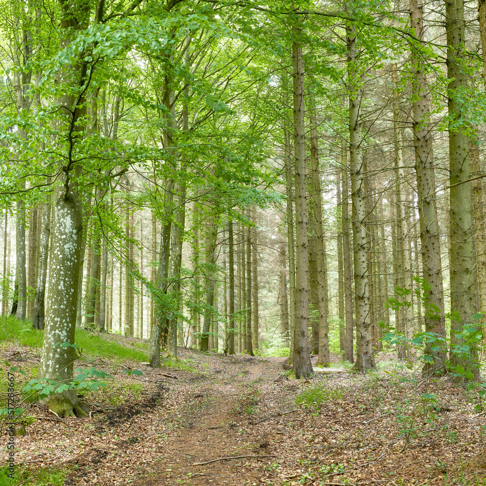 Obraz premium Wild birch trees growing in a forest with green plants and shrubs. Scenic landscape of tall wooden trunks with lush leaves in nature at spring. Peaceful scenery and magical views in the park or woods