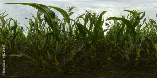 Beautiful summer landscape of a corn field. Countryside Landscape With Growing Corn Field. Virtual Reality 360.
