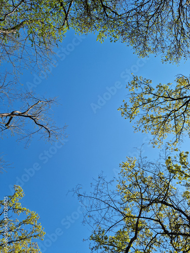 Tree branches and sky seen from low angle