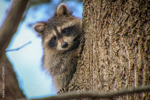 Raccoon on Tree