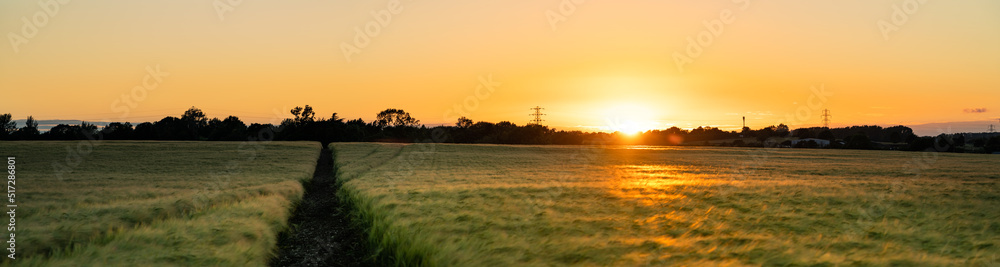 Wheat field panorama at sunset 