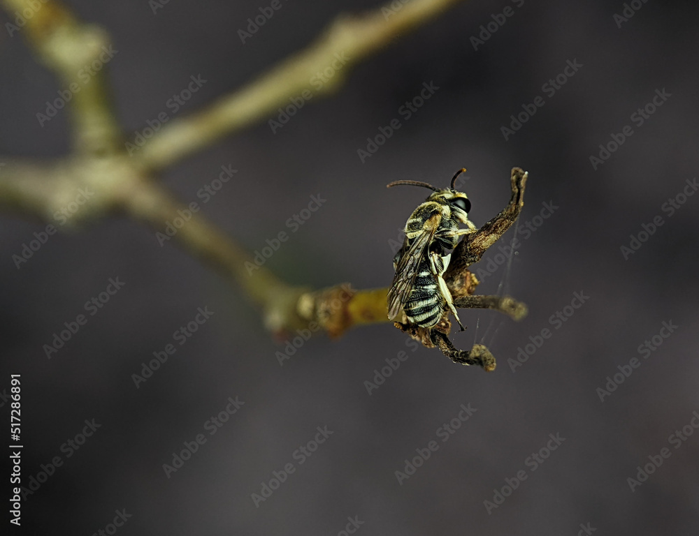 Fototapeta premium Lipotriches is a large genus of sweat bees in the family Halictidae, distributed widely throughout the Eastern Hemisphere though absent from Europe.&nbsp;
