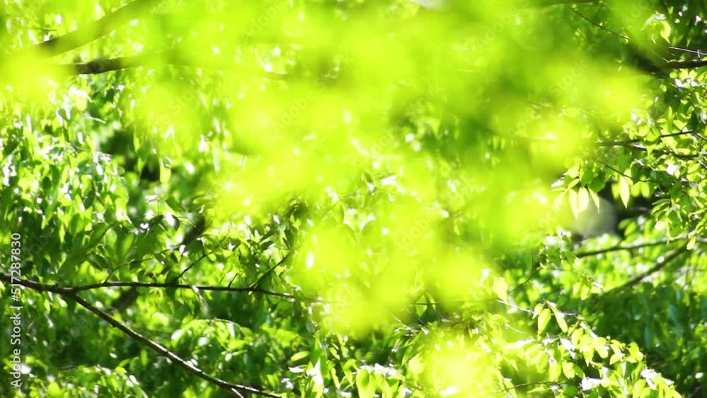 風にゆれる新緑 菊池渓谷 風にゆれる新緑 菊池渓谷