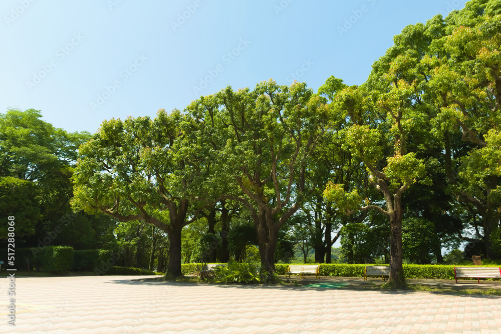 木々の緑と青空	