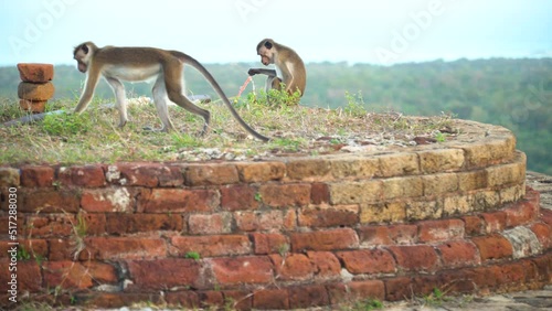 Monkey in the living nature. Monkey in the wild. Sri Lanka photo