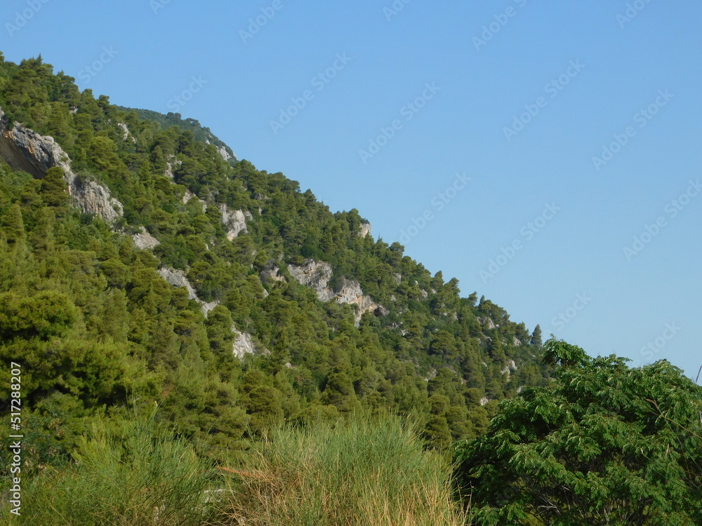 A mountain side covered with trees