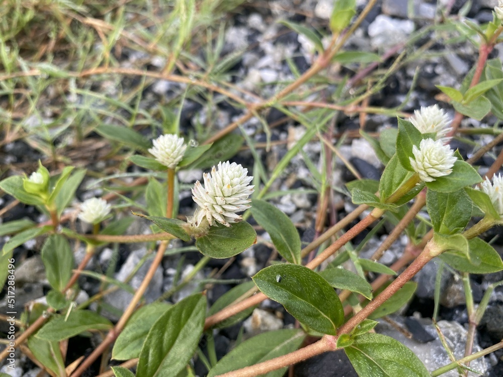 Gomphrena weed flower in nature garen Gomphrena weed flower in nature garen