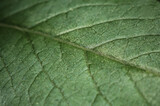 faktura powierzchni liścia zdjęcie makro ujmujące piękno detali znajdujących się na roślinie 