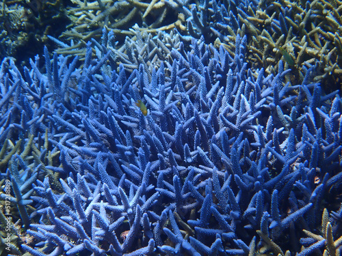 沖縄のサンゴ礁
