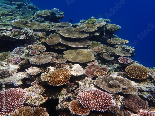 沖縄のサンゴ礁
