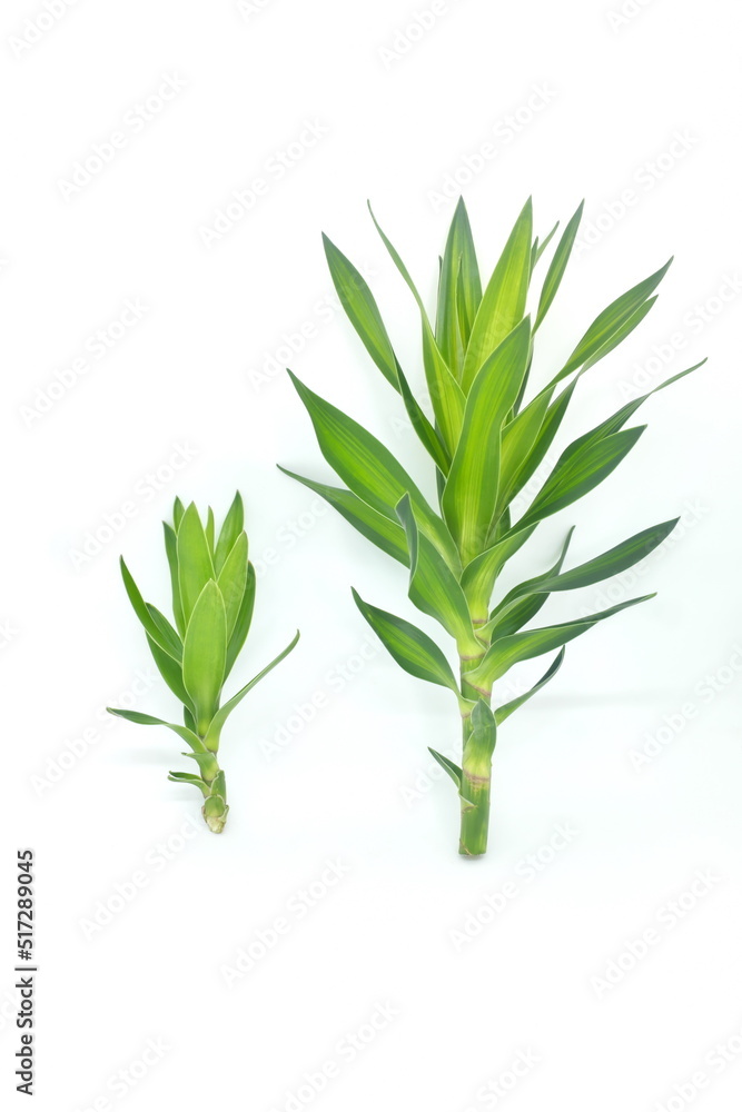 Fototapeta premium Dracaena fragrans stem cuttings and leaves isolated on white background. Tropical plant greenery for bouquet and flower arrangement.