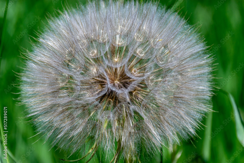 Close up of a fluffy white and gold dandelion flower, a symbol of hope and wishes, against a blurred green field background
