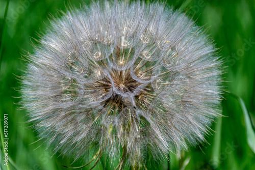 Close up of a fluffy white and gold dandelion flower  a symbol of hope and wishes  against a blurred green field background